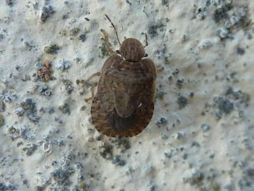 Sciocoris homalonotus